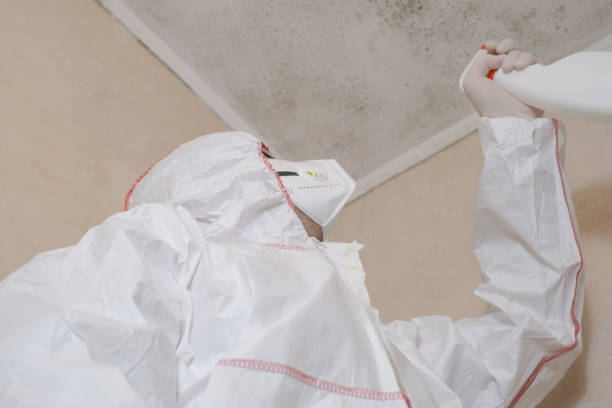 Best Home Mold Removal  in Ceresco, NE
