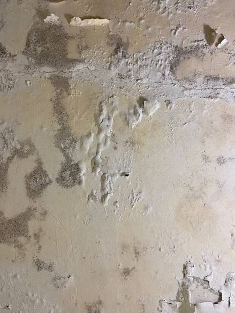 Best Professional Mold Removal  in Ceresco, NE